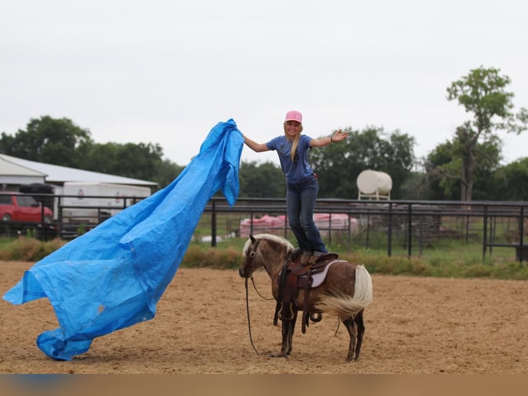 Fler ponnyer/små hästar Valack 7 år 109 cm Palomino in Powell Butte, OR