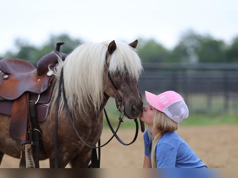 Fler ponnyer/små hästar Valack 7 år 109 cm Palomino in Powell Butte, OR