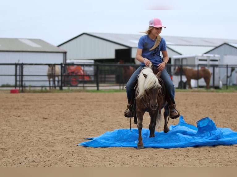 Fler ponnyer/små hästar Valack 7 år 109 cm Palomino in Powell Butte, OR