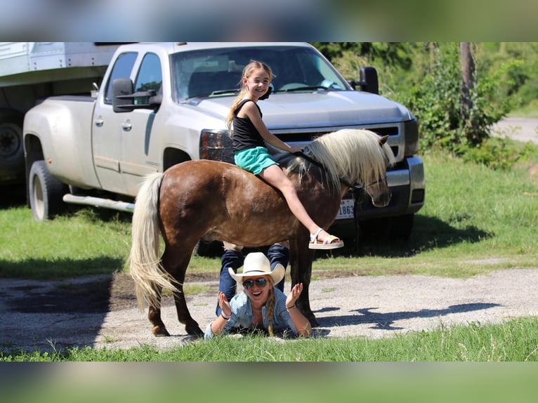 Fler ponnyer/små hästar Valack 7 år 109 cm Palomino in Powell Butte, OR