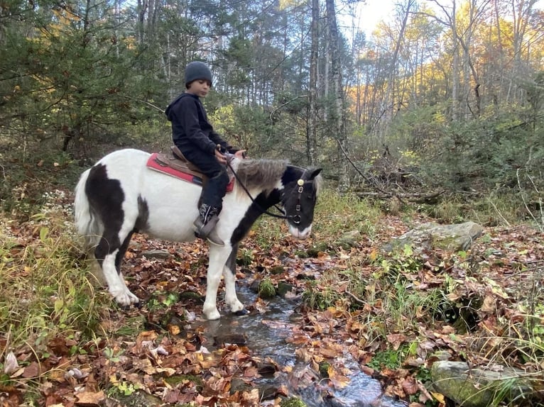 Fler ponnyer/små hästar Valack 7 år 109 cm in Rebersburg, PA