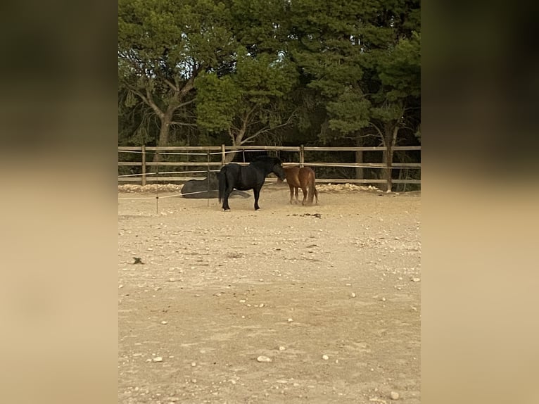 Fler ponnyer/små hästar Blandning Valack 7 år 110 cm fux in Xixona/Jijona