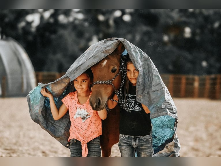 Fler ponnyer/små hästar Valack 7 år 114 cm in Needmore, PA