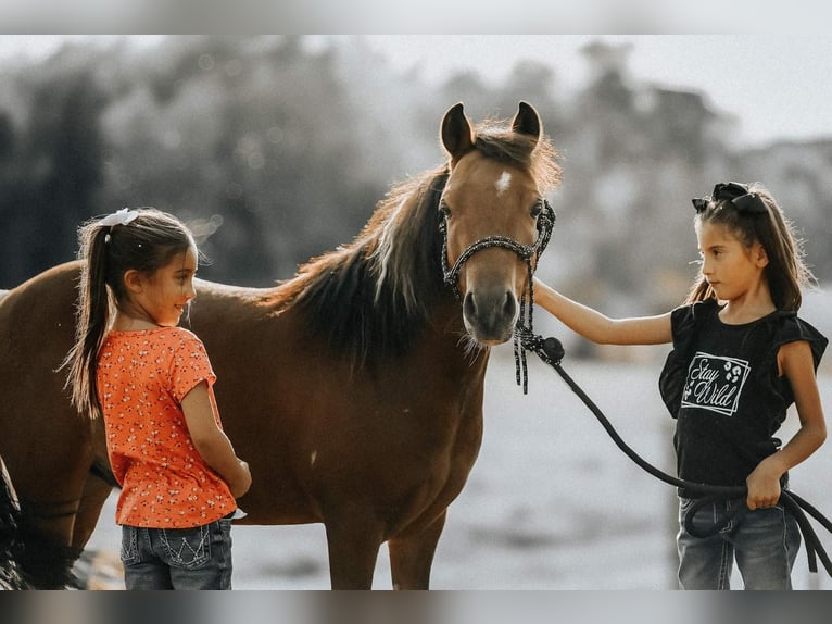 Fler ponnyer/små hästar Valack 7 år 114 cm in Needmore, PA