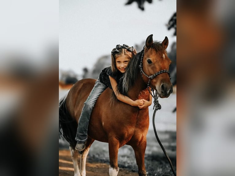 Fler ponnyer/små hästar Valack 7 år 114 cm in Needmore, PA