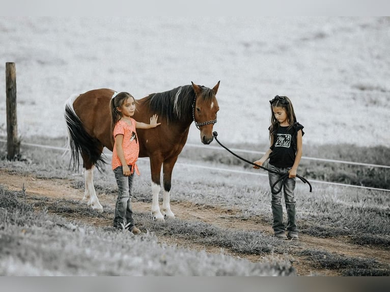 Fler ponnyer/små hästar Valack 7 år 114 cm in Needmore, PA