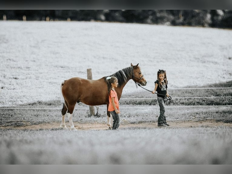 Fler ponnyer/små hästar Valack 7 år 114 cm in Needmore, PA