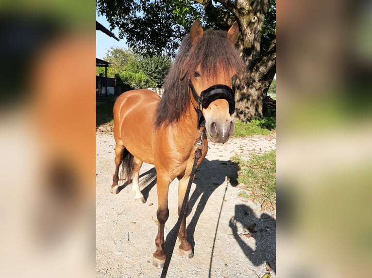 Fler ponnyer/små hästar Valack 7 år 125 cm Brun in Salzburg