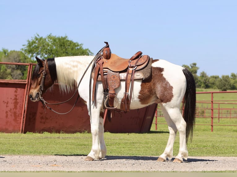Fler ponnyer/små hästar Valack 7 år 135 cm in Grand Saline, TX