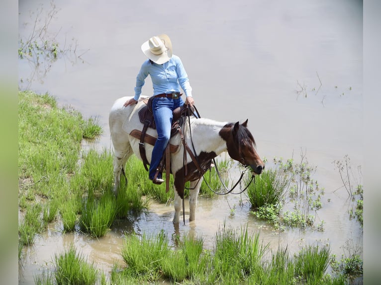Fler ponnyer/små hästar Valack 7 år 135 cm in Grand Saline, TX