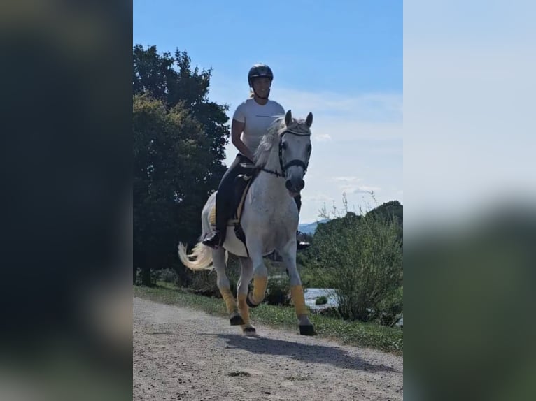 Fler ponnyer/små hästar Blandning Valack 7 år 144 cm Grå-flugskimmel in Spratzern