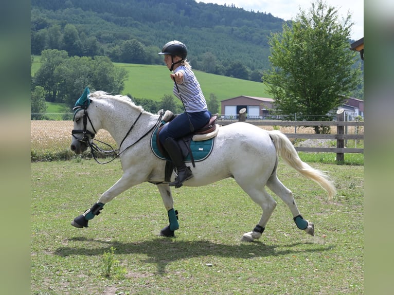 Fler ponnyer/små hästar Blandning Valack 7 år 144 cm Grå-flugskimmel in Spratzern