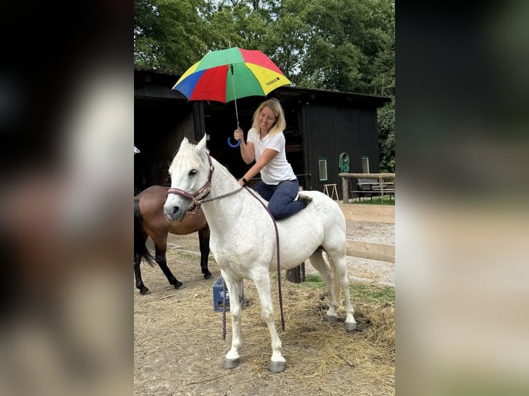 Fler ponnyer/små hästar Blandning Valack 7 år 144 cm Grå-flugskimmel in Spratzern