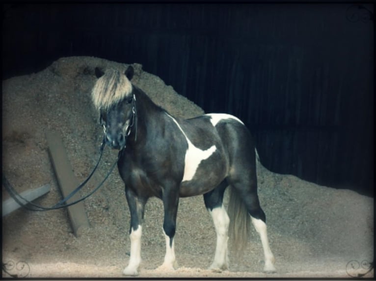 Fler ponnyer/små hästar Valack 7 år 89 cm in Strasburg, OH