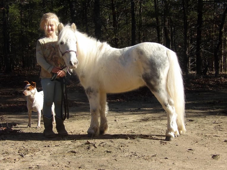 Fler ponnyer/små hästar Valack 7 år 91 cm Grå in Antlers