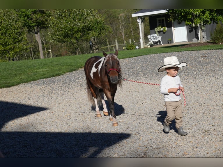 Fler ponnyer/små hästar Valack 7 år 91 cm Pinto in Fresno, OH