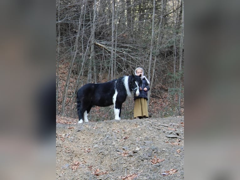 Fler ponnyer/små hästar Valack 7 år 91 cm in Reversburg, PA