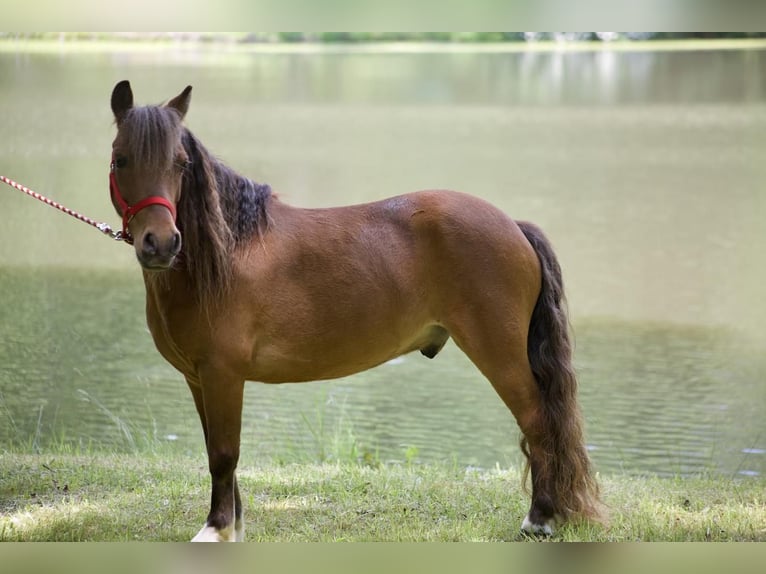 Fler ponnyer/små hästar Valack 7 år 97 cm Fux in Somerset, PA