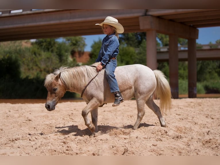 Fler ponnyer/små hästar Valack 7 år 97 cm Rödskimmel in Canyon
