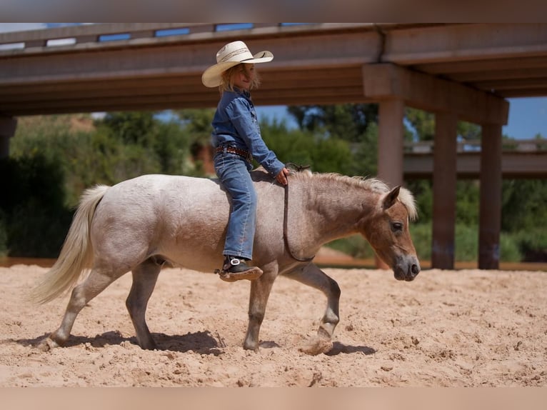 Fler ponnyer/små hästar Valack 7 år 97 cm Rödskimmel in Canyon