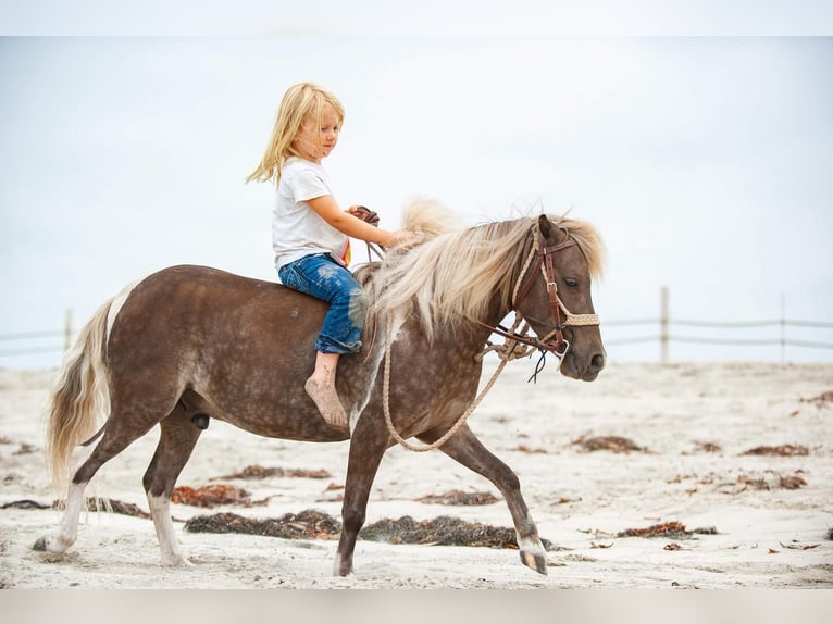 Fler ponnyer/små hästar Valack 7 år in Joshua, TX
