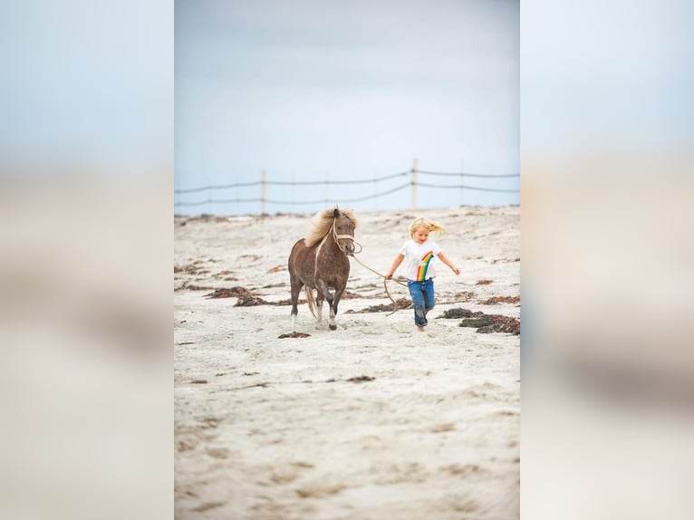 Fler ponnyer/små hästar Valack 7 år in Joshua, TX