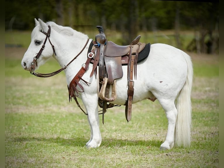 Fler ponnyer/små hästar Valack 8 år 102 cm Vit in Weatherford