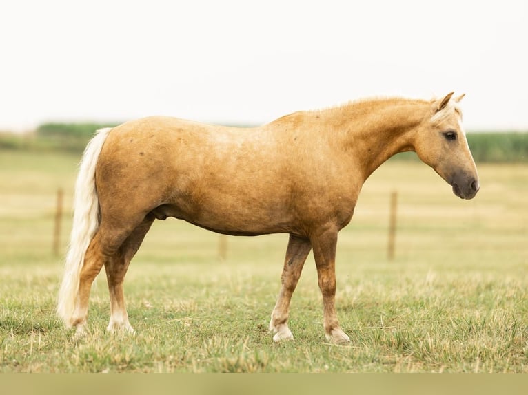Fler ponnyer/små hästar Valack 8 år 107 cm Palomino in Decorah IA