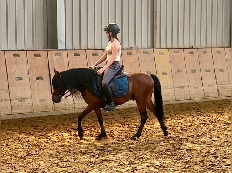 Fler ponnyer/små hästar Valack 8 år 120 cm Brun in Neustadt (Wied)