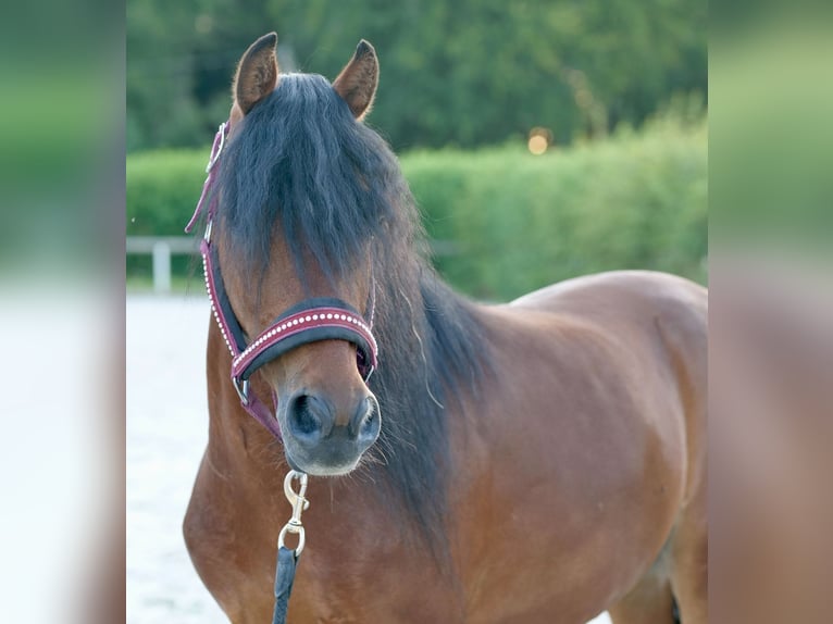 Fler ponnyer/små hästar Valack 8 år 120 cm Brun in Neustadt (Wied)