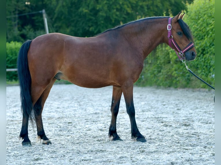 Fler ponnyer/små hästar Valack 8 år 120 cm Brun in Neustadt (Wied)