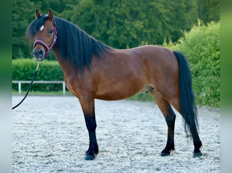 Fler ponnyer/små hästar Valack 8 år 120 cm Brun in Neustadt (Wied)