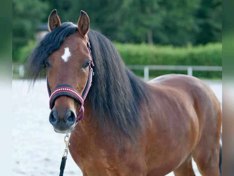 Fler ponnyer/små hästar Valack 8 år 120 cm Brun in Neustadt (Wied)