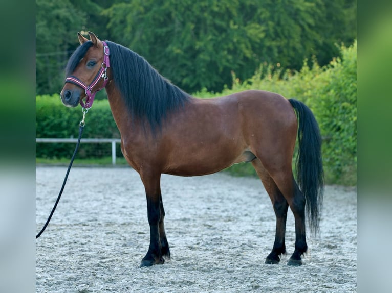 Fler ponnyer/små hästar Valack 8 år 120 cm Brun in Neustadt (Wied)