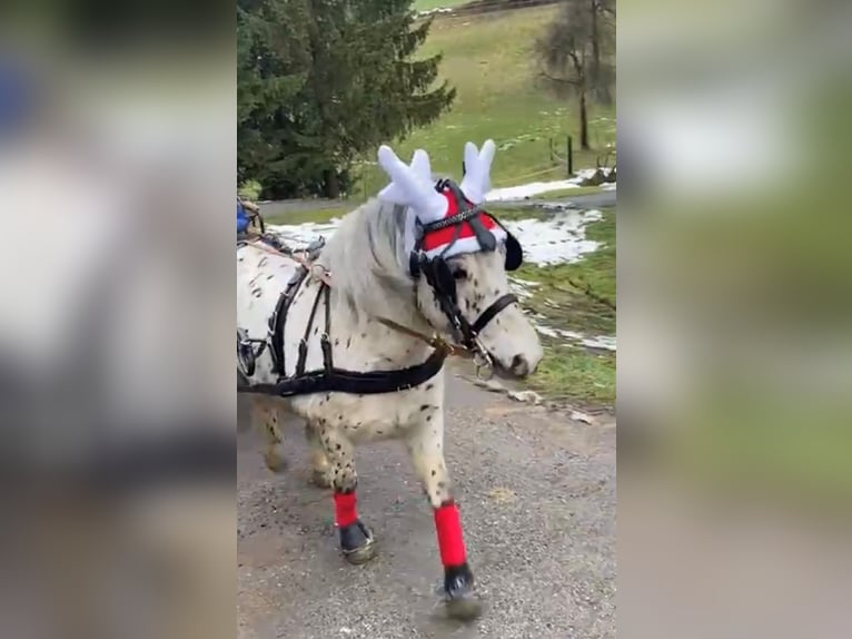 Fler ponnyer/små hästar Valack 8 år 125 cm Leopard-Piebald in Schwarzach im Pongau