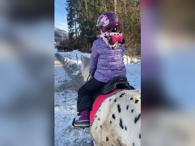 Fler ponnyer/små hästar Valack 8 år 125 cm Leopard-Piebald in Schwarzach im Pongau