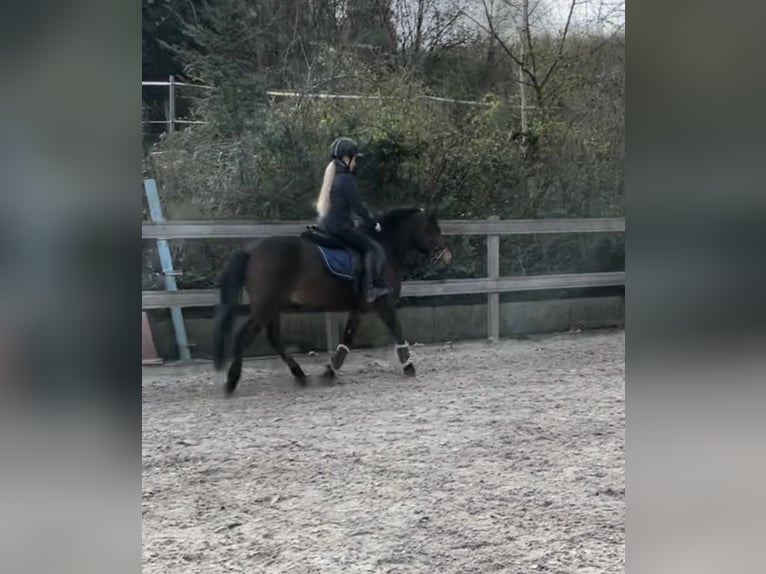 Fler ponnyer/små hästar Valack 8 år 138 cm Brun in Steimel