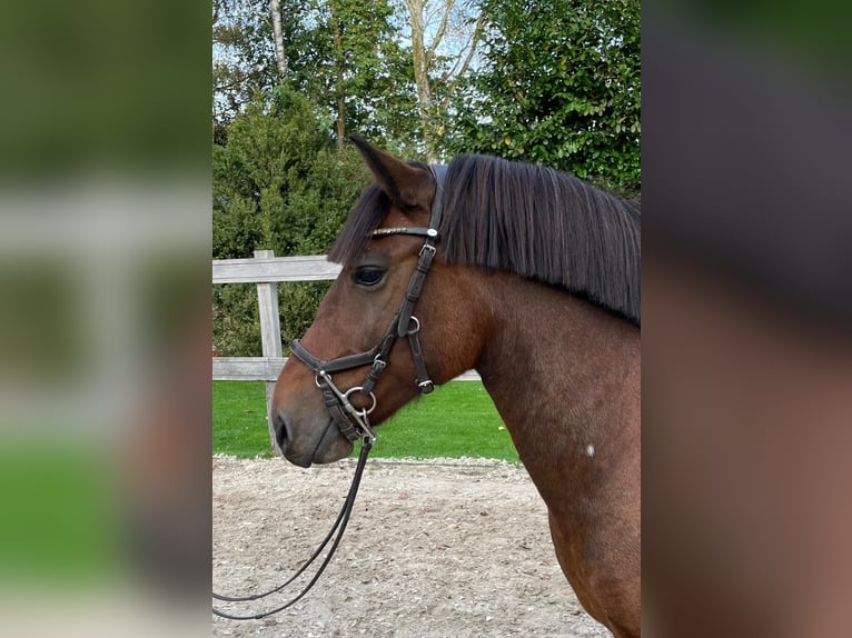 Fler ponnyer/små hästar Valack 8 år 138 cm Brun in Steimel