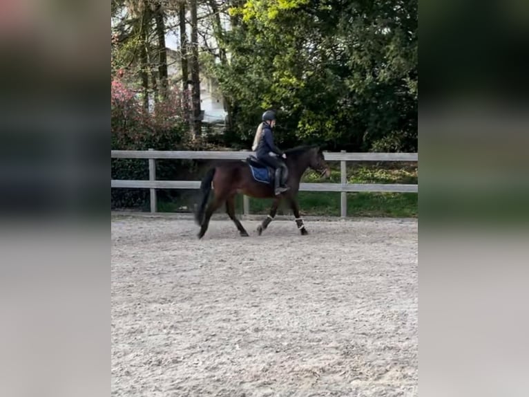 Fler ponnyer/små hästar Valack 8 år 138 cm Brun in Steimel