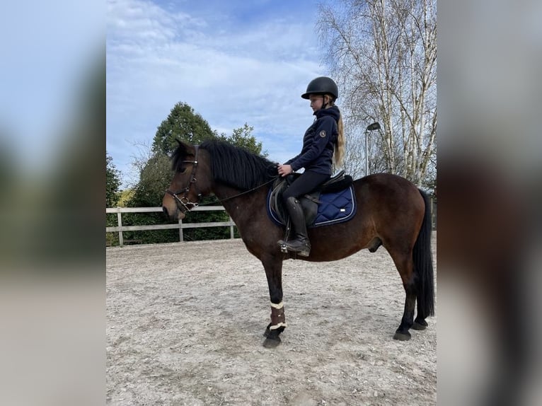 Fler ponnyer/små hästar Valack 8 år 138 cm Brun in Steimel