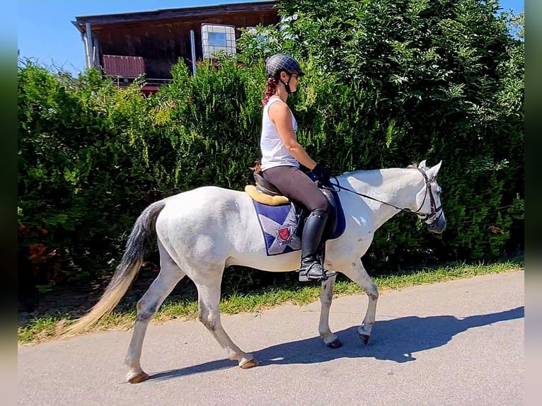 Fler ponnyer/små hästar Valack 8 år 140 cm Grå in Böheimkirchen