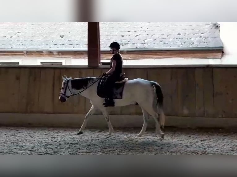 Fler ponnyer/små hästar Valack 8 år 140 cm Grå in Böheimkirchen