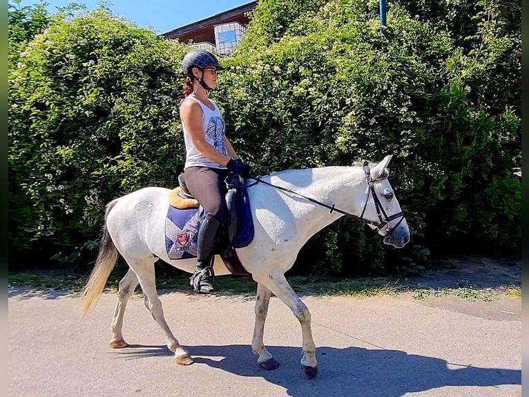 Fler ponnyer/små hästar Valack 8 år 140 cm Grå in Böheimkirchen