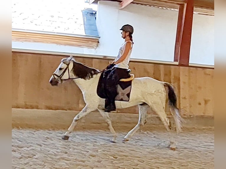 Fler ponnyer/små hästar Valack 8 år 140 cm Grå in Böheimkirchen