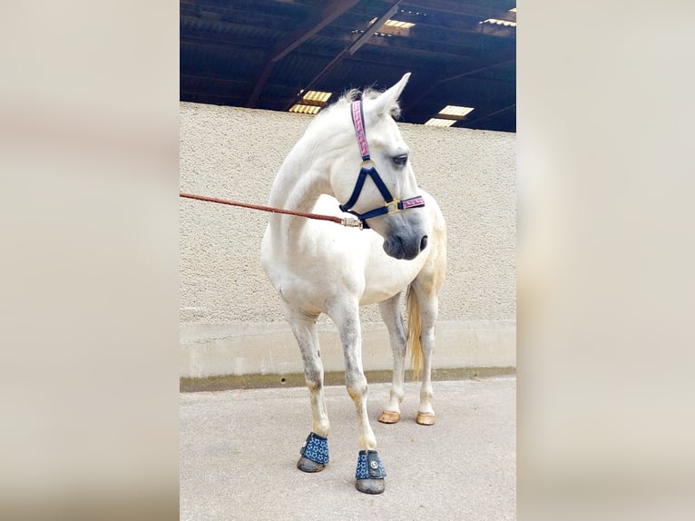 Fler ponnyer/små hästar Valack 8 år 140 cm Grå in Böheimkirchen