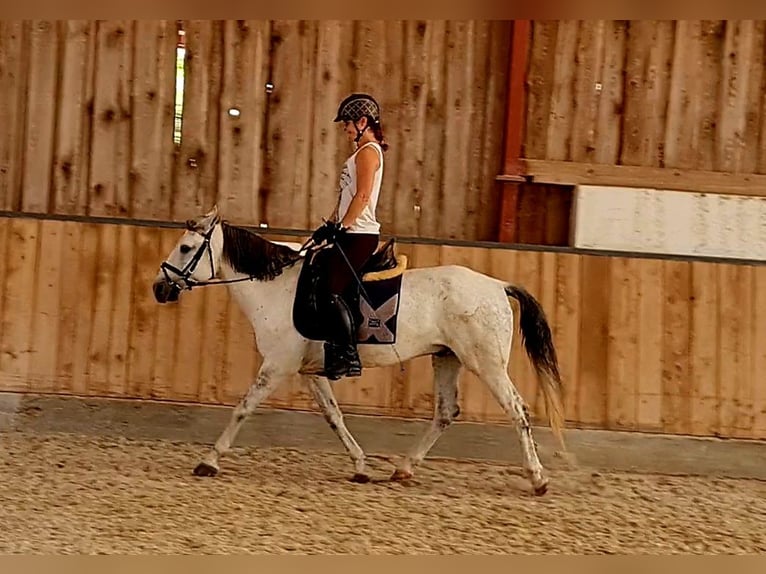 Fler ponnyer/små hästar Valack 8 år 140 cm Grå in Böheimkirchen