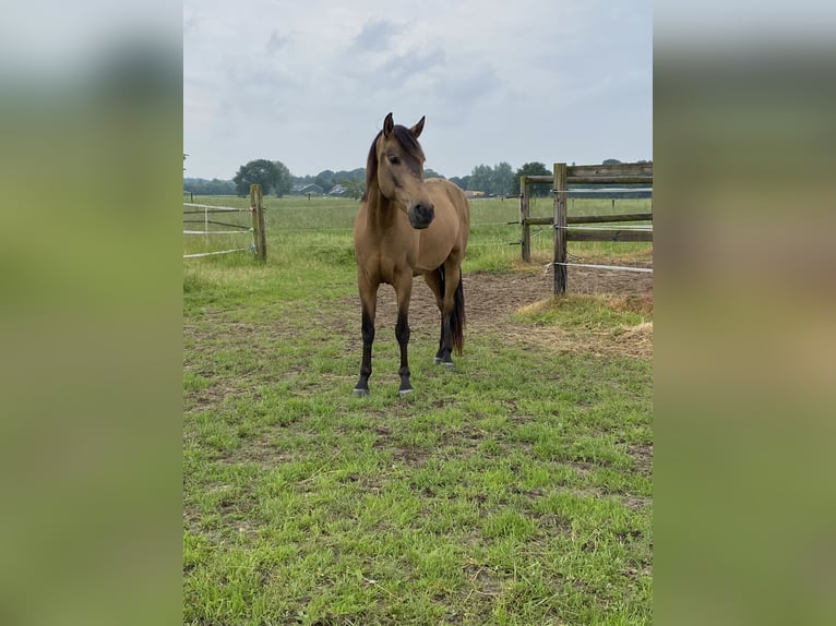 Fler ponnyer/små hästar Valack 8 år 142 cm Gulbrun in Giesbeek