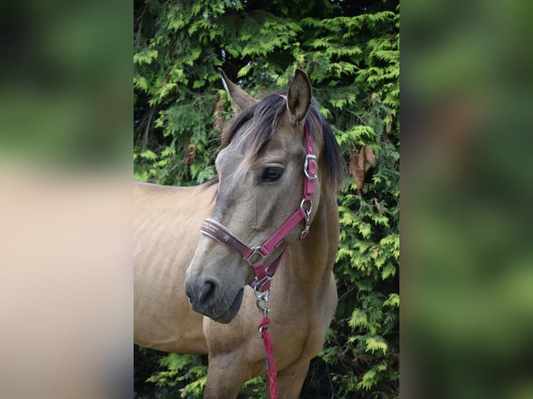 Fler ponnyer/små hästar Valack 8 år 142 cm Gulbrun in Giesbeek