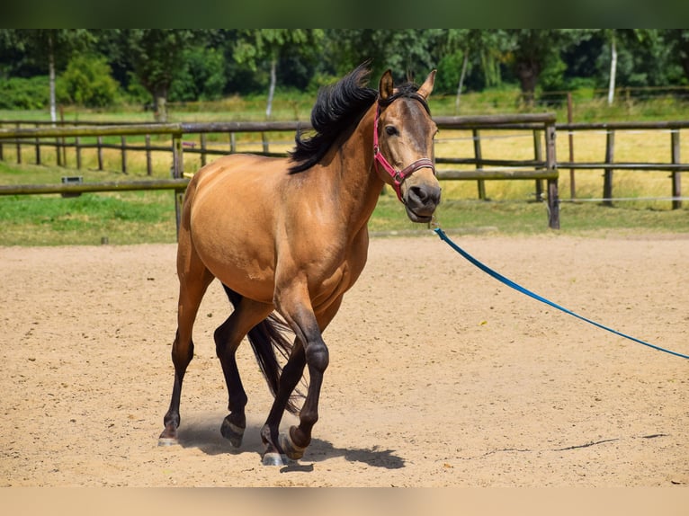 Fler ponnyer/små hästar Valack 8 år 142 cm Gulbrun in Giesbeek