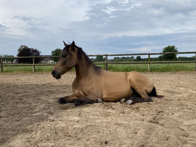 Fler ponnyer/små hästar Valack 8 år 142 cm Gulbrun in Giesbeek